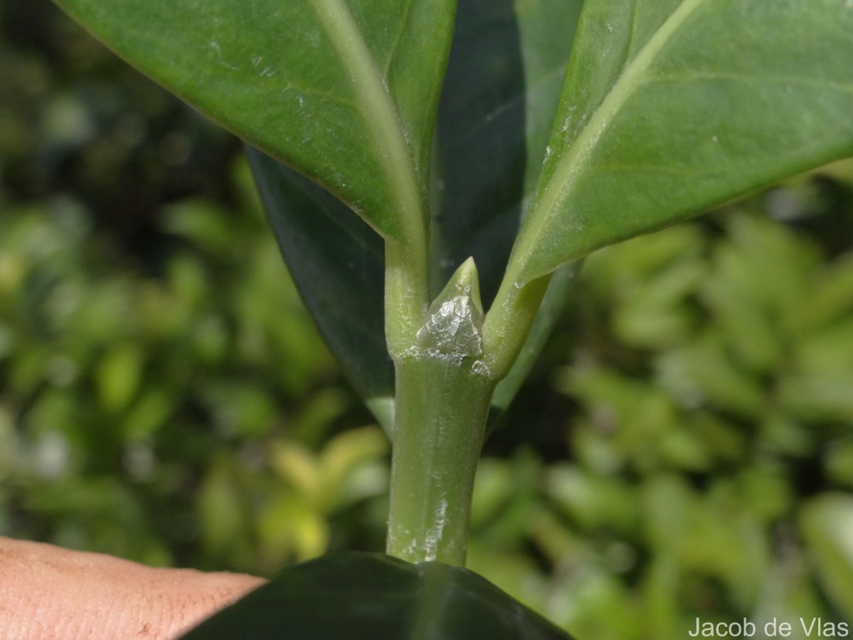 Psychotria gardneri Hook.f.